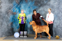 Bloodhound #19 Sat WDCH Judge Laurie Telfair