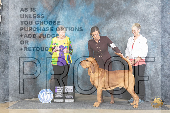 Bloodhound #19 Sat WDCH Judge Laurie Telfair__JP_5499e_Fayetteville2024_HR3