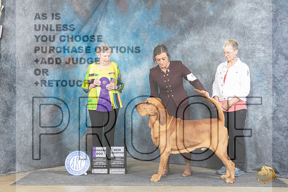 Bloodhound #19 Sat WDCH Judge Laurie Telfair__JP_5499_Fayetteville2024_HR3