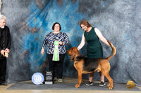 Bloodhound #21 Sat BJr Judge Sunshine Gipson