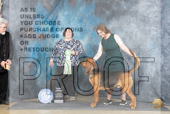 Bloodhound #21 Sat BJr Judge Sunshine Gipson__JP_5440_Fayetteville2024_HR3