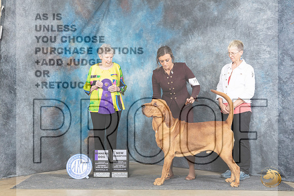 Bloodhound #19 Sat WDCH Judge Laurie Telfair__JP_5500_Fayetteville2024_HR3