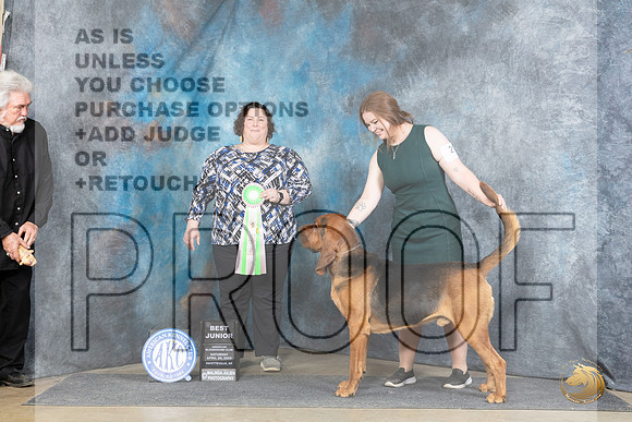 Bloodhound #21 Sat BJr Judge Sunshine Gipson__JP_5441_Fayetteville2024_HR3