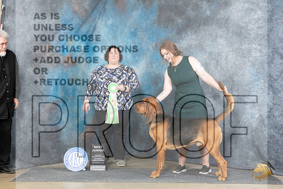 Bloodhound #21 Sat BJr Judge Sunshine Gipson__JP_5442_Fayetteville2024_HR3