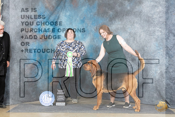 Bloodhound #21 Sat BJr Judge Sunshine Gipson__JP_5444_Fayetteville2024_HR3