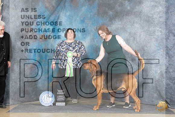 Bloodhound #21 Sat BJr Judge Sunshine Gipson__JP_5445_Fayetteville2024_HR3