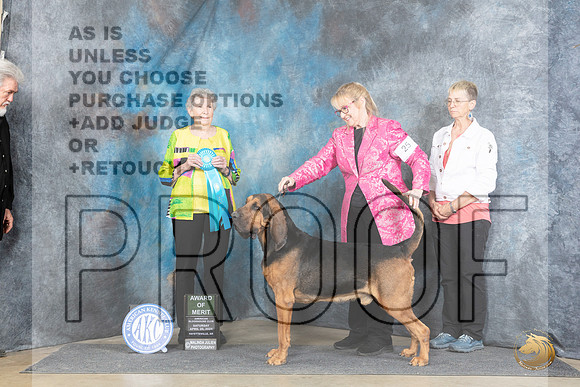 Bloodhound #25 Sat AOM Judge Laurie Telfair__JP_5482_Fayetteville2024_HR3