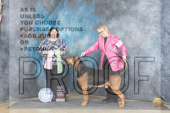 Bloodhound #26 Sat BVEt Judge Sunshine Gipson__JP_5431_Fayetteville2024_HR3