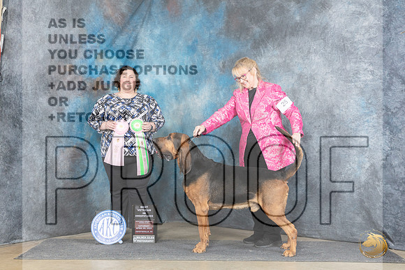 Bloodhound #26 Sat BVEt Judge Sunshine Gipson__JP_5430_Fayetteville2024_HR3