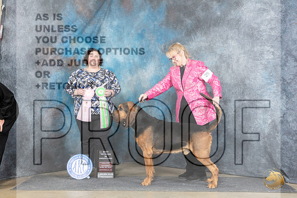 Bloodhound #26 Sat BVEt Judge Sunshine Gipson__JP_5436_Fayetteville2024_HR3