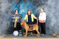 Bloodhound #8 Sat GSweeps Judge Sunshine Gipson