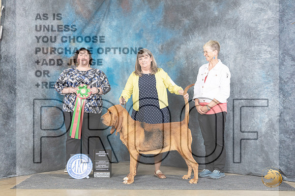 Bloodhound #8 Sat GSweeps Judge Sunshine Gipson__JP_5489_Fayetteville2024_HR3