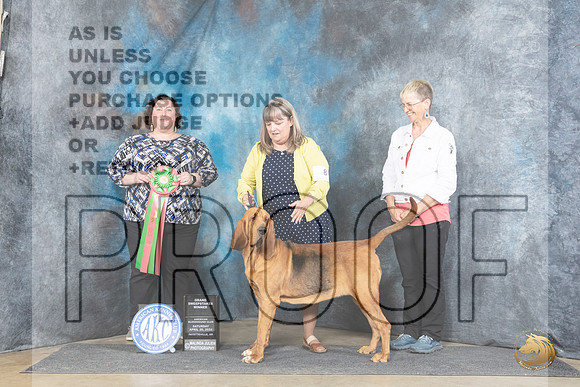Bloodhound #8 Sat GSweeps Judge Sunshine Gipson__JP_5492_Fayetteville2024_HR3