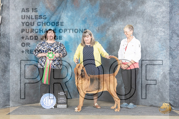 Bloodhound #8 Sat GSweeps Judge Sunshine Gipson__JP_5491_Fayetteville2024_HR3