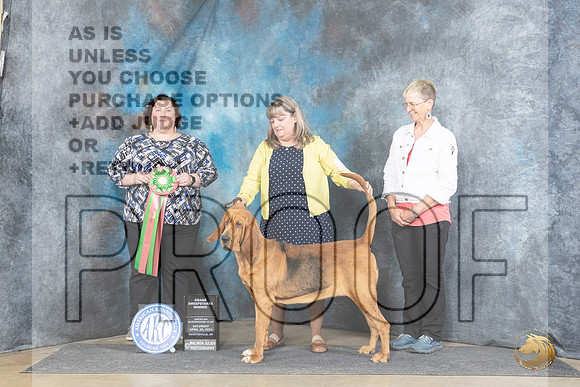 Bloodhound #8 Sat GSweeps Judge Sunshine Gipson__JP_5497_Fayetteville2024_HR3