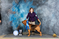 Bloodhound #9 Sat AOM