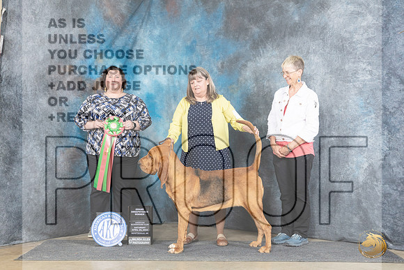 Bloodhound #8 Sat GSweeps Judge Sunshine Gipson__JP_5495_Fayetteville2024_HR3