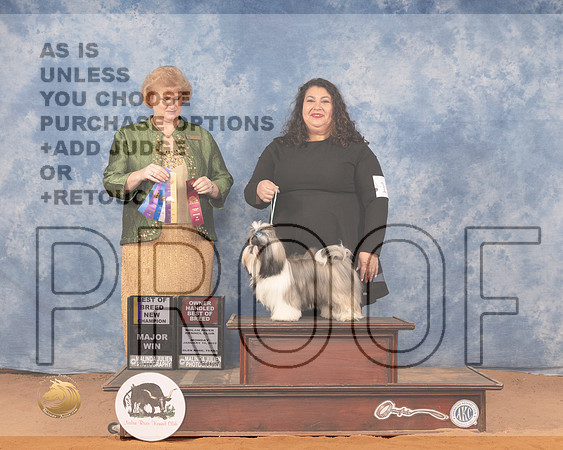 Shih Tzu #11 Mon BOB Judge Betty PollockMMJ_0539_NRKC2022_HR3