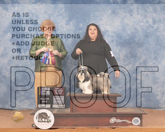Shih Tzu #11 Mon BOB Judge Betty PollockMMJ_0542_NRKC2022_HR3