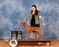 Vizsla #24 Sun SBOHBOB Judge Carol Jean Nelson