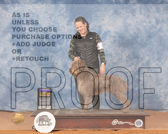 Wirehaired Pointing Griffon #8 Mon BOB Judge Michael CanalizoMMJ_0583_NRKC2022_HR3
