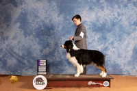 Australian Shepherd #7 Mon WD Judge John Lucas