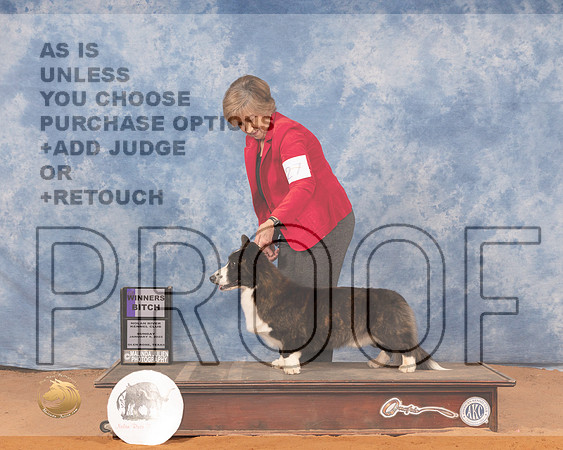Cardigan Welsh Corgi #27 WD Judge Linda ClarkMMJ_0636_NRKC2022_HR3