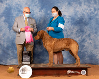 Chesapeake Bay Retriever #9 OHG1 Judge Michael Canalizo