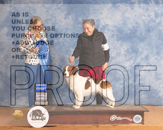 Kooikerhondje #11 Mon G1 Judge Helen DorranceMMJ_0686_NRKC2022_HR3