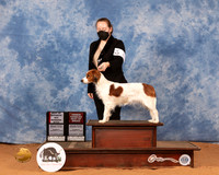 Kooikerhondje #6 Mon BOWBOSOHBOB Judge Dan Dowling