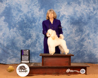 Poodle #14 Mon WB Judge Betty Pollock