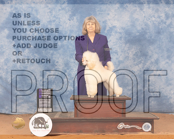 Poodle #14 Mon WB Judge Betty PollockMMJ_0644_NRKC2022_HR3