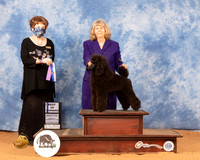 Poodle Miniature #11 Mon WDBOW Judge Carol Jean Nelson