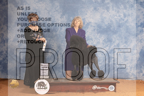 Poodle Std #20 Mon SB Judge Carol Jean NelsonMMJ_0672_NRKC2022_HR3