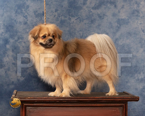 Tibetan Spaniels Barbara MMJ_0604_NRKC2022_HR3