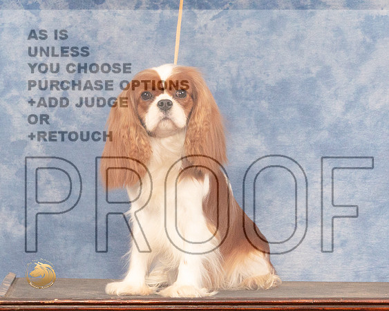 Cavalier King Charles Spaniel Mon CustomMMJ_0743_NRKC2022_HR3