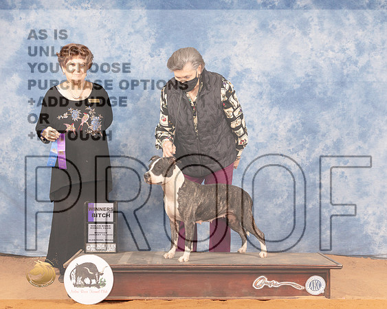 American Staffordshire Terrier #16 Mon WB Judge Carol Jean NelsonMMJ_0727_NRKC2022_HR3