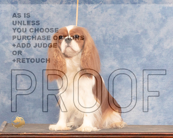 Cavalier King Charles Spaniel Mon CustomMMJ_0748_NRKC2022_HR3