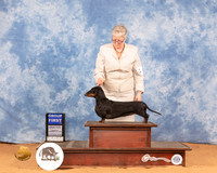 Dachshund Smooth #6 Mon G1 Judge Denny Mounce