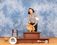 Pomeranian #14 Mon WB Judge Ron Horn