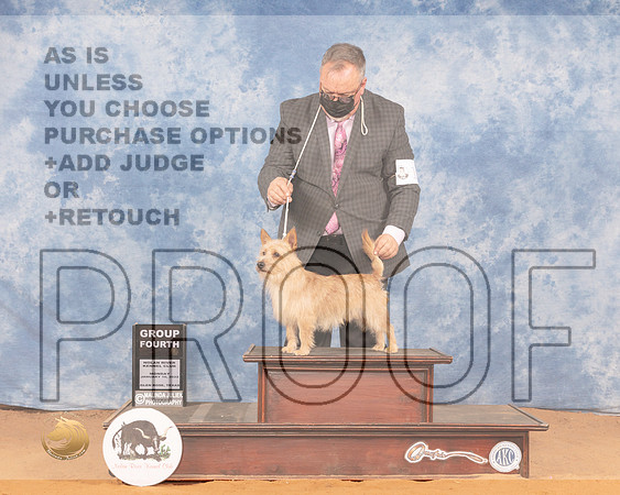 Portuguese Podengo Pequeno #5 Mon G4 Judge Denny MounceMMJ_0805_NRKC2022_HR3
