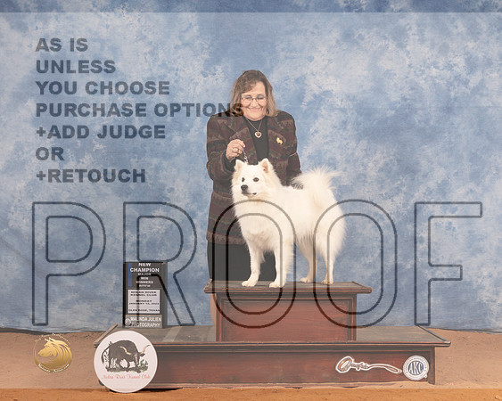 American Eskimo #14 Mon WBJudge Dan DowlingMMJ_0833_NRKC2022_HR3