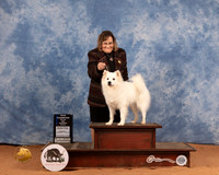 American Eskimo #14 Mon WBJudge Dan Dowling