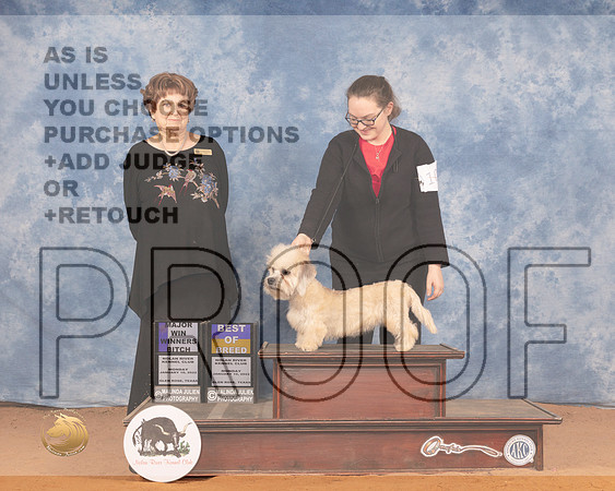 Dandie Dinmont BOB Judge Carol Jean NelsonMMJ_0888_NRKC2022_HR3