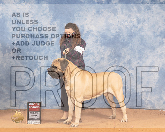 Mastiff #5 Mon G2 Judge Ron HornMMJ_0875_NRKC2022_HR3