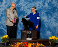 Schipperkes #7 Sun BOB Clark Theresa Judge Mr Gary L Andersen