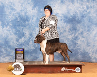 American Staffordshire Terrier #15 Mon BOB Judge Carol Jean Nelson