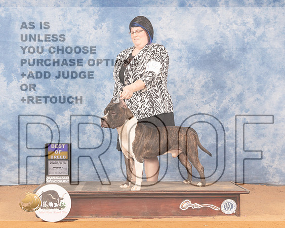American Staffordshire Terrier #15 Mon BOB Judge Carol Jean NelsonMMJ_0945_NRKC2022_HR3