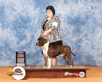 American Staffordshire Terrier #15 Sun BOB Judge Gloria Kerr