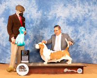 Basset Hound #5 Mon OHBIS Judge Dan Dowling